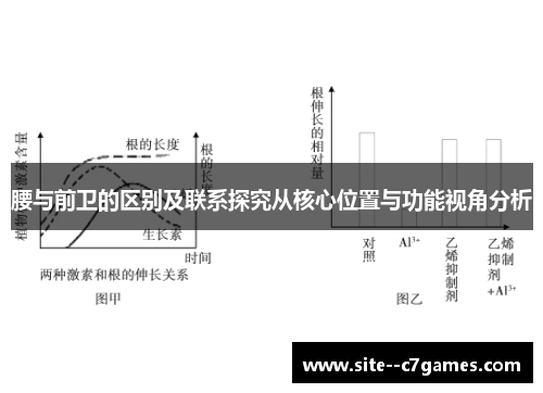 腰与前卫的区别及联系探究从核心位置与功能视角分析